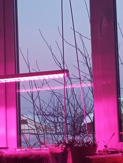 An interior view through a window in Yaromaska, Russia, captures a plant cultivation setup. Two horizontal LED grow light fixtures, emitting bright pink-purple light, are suspended across the upper portion of the window frame, illuminating the immediate foreground. On a windowsill or ledge below these lights, multiple potted plants and trays of seedlings are visible. Thin, vertical support rods are interspersed among the plants. Through the window, the outdoor environment reveals a light blue-grey sky above a dense network of bare, deciduous tree branches. In the mid-distance, several light-colored, low-rise buildings with indistinct features are discernible beyond the trees. No human figures are present in the scene.