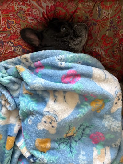 A black French Bulldog lies on a bed in Port Washington, United States of America. The dog is partially covered by a blue and white fleece blanket with a floral and animal print. The bed has a patterned red, green, and brown bedspread.