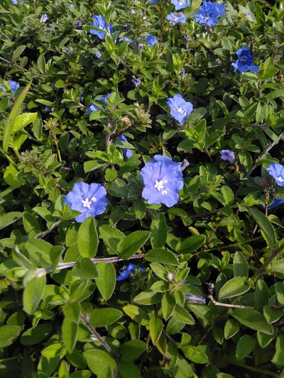 The image depicts a dense, close-up view of a flowering plant, presumably located in Dulce Nombre de Jesús, Costa Rica, though no specific city landmarks are visible. The scene is dominated by vibrant green foliage and numerous small, trumpet-shaped flowers. The flowers are a consistent blue-purple coloration with a distinct white or pale center, typically displaying five fused petals and measuring approximately 2-3 centimeters in diameter. The leaves are ovate to elliptical, bright green, and densely cover thin, branching stems that exhibit a reddish-brown to greenish-brown hue and some visible hair-like texture. The lighting is bright and natural, indicating an outdoor environment. No people, animals, man-made structures, or other discernible objects are present in the frame. The primary action observed is the natural growth and blooming of the plant species.
