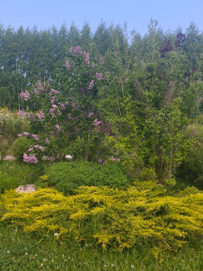 The image depicts a lush garden scene likely located in Zimnyaya Gorka, Russia, though this cannot be definitively confirmed without additional context. In the foreground, a large patch of golden-yellow ground cover dominates, interspersed with tall blades of grass and white dandelions. Behind this, several shrubs of varying green hues are visible, including a denser, rounded bush.
A prominent lilac bush, laden with clusters of purple flowers, stands out amongst the greenery. Further back, a row of taller, slender trees with dense green foliage forms a natural backdrop. The sky is a clear, light blue. No people are visible in the image.