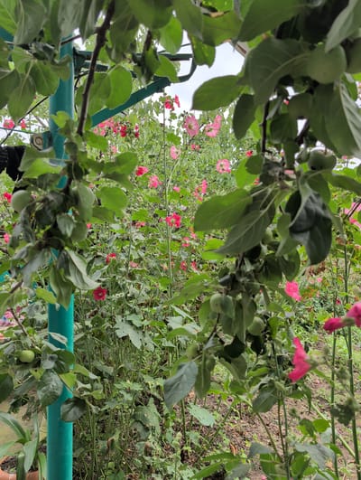 The image shows a garden with abundant green foliage and pink hollyhock flowers. In the foreground, a branch of an apple tree with small green apples is visible, partially obscuring the view of the garden. A turquoise metal pole stands to the left of the frame, supporting some of the foliage. The ground appears to be soil with some dry leaves and scattered green plants. The background is filled with more hollyhocks and other greenery, suggesting a lush and well-maintained garden. The scene is set outdoors, possibly in a backyard or allotment in Qarabulaq, Azerbaijan, given the context. There are no people or animals visible in the image, and no specific actions are taking place. The lighting suggests an overcast or cloudy day.