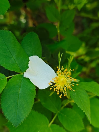 The image shows a white petal resting on a green leafy plant. The petal appears to have fallen from a flower, and the plant has leaves with serrated edges. The center of the flower is visible, featuring numerous yellow stamens. A small black insect is on the flower. The location is Svobody, Russia.