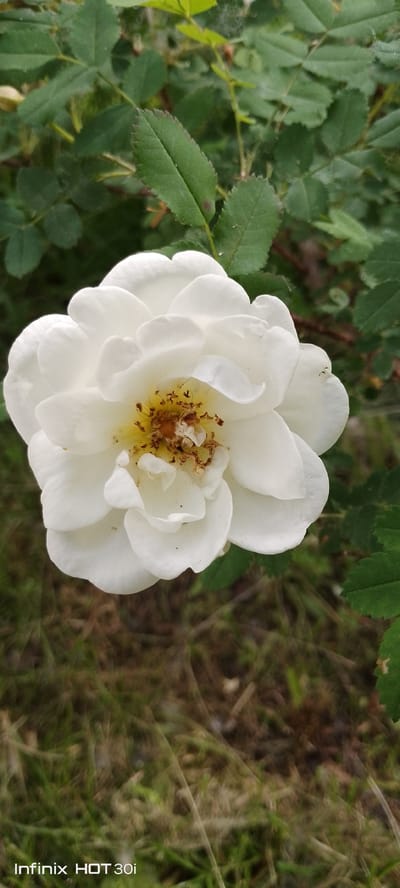 A close-up shot showcases a single white rose in full bloom, its delicate petals unfurling to reveal a cluster of yellow stamens in the center. The rose is set against a backdrop of lush green foliage, with blades of dry grass and scattered leaves occupying the foreground. The setting appears to be a natural outdoor environment, possibly a garden or a wild area, devoid of any human presence or structures. The image does not provide any specific clues to its location within Kedrovy, Russia.