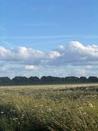 A vast expanse of tall, wild grasses and wildflowers dominates the foreground of this image, their stems and blooms bending in the wind. A wooden fence, low and simple, stretches horizontally across the midground, separating the wild meadow from a flatter, cultivated field beyond. This field transitions into a dense, dark line of trees that forms the horizon. Above the trees, a band of pale blue sky is visible, populated by fluffy white cumulus clouds. The scene suggests a rural or semi-rural environment, likely on the outskirts of a city. Given the context of Peterborough, United Kingdom, this scene could represent an area like Ferry Meadows Country Park or the surrounding countryside. There are no people or animals visible in the frame. The lighting indicates it is daytime, with the sun likely positioned at an angle that casts gentle shadows. The overall atmosphere is one of peaceful natural beauty.