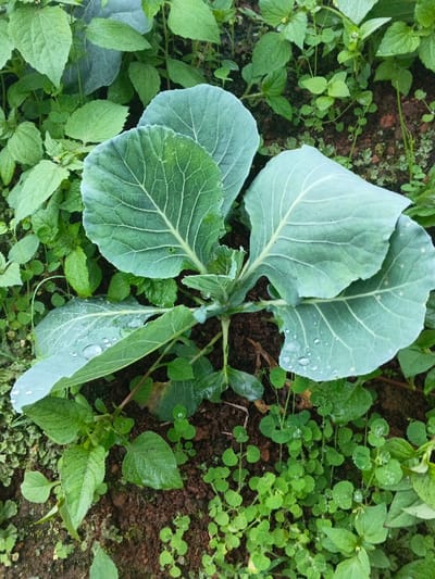 A young cabbage plant dominates the image center, displaying large, textured green leaves with prominent veins. Water droplets glisten on some leaves. A variety of smaller green plants surround the cabbage, filling the frame with diverse textures. The ground is visible between the plants, appearing dark brown and earthy. The scene is lush and vibrant.