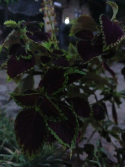 The image is a slightly out-of-focus, dimly lit, close-up shot of a plant with dark purple and green leaves. The leaves have serrated edges with a lighter green coloration. The background is blurred and appears to be an outdoor setting with a gray, textured surface, possibly a wall or pavement. A faint white light is visible in the upper left portion of the image, suggesting an artificial light source or a reflection. No people or specific landmarks indicating the location of Cigadung, Indonesia are discernible within the frame.