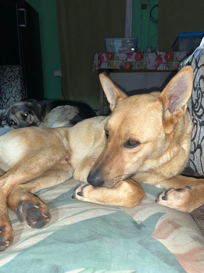 The image shows two dogs resting on a patterned surface indoors. One dog, predominantly tan, is in the foreground, resting its head on its paws. Behind it, another dog with black and grey fur is also lying down. The background reveals a domestic setting with furniture and what appears to be a table covered with a floral tablecloth. The lighting suggests it is nighttime or the room is dimly lit. The image does not contain any elements that would allow for the identification of the city of Nizhny Tagil, Russia, or any specific location within it.