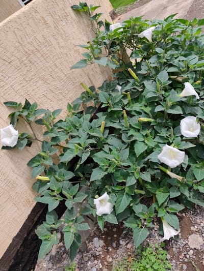 In Ylay-Talaa, Kyrgyzstan, a cluster of Datura stramonium plants with numerous white, trumpet-shaped flowers and green leaves grows against a textured beige wall. Some flowers are fully open, while others are buds or have wilted. The plants are situated on a gravelly surface with some scattered stones and small green weeds. The wall appears to be part of a building, with a dark, damp foundation visible at its base. The scene suggests an outdoor environment, possibly a garden or the side of a building in a residential or public area.