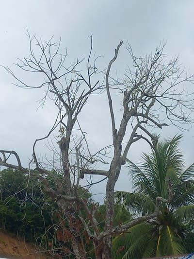 The image captures an upward view of two contrasting trees against an overcast, light gray sky in Puloblang, Indonesia. A large, gnarled tree with extensive bare, skeletal branches dominates the foreground and center. Despite its stark appearance, small clusters of green foliage are visible sprouting from some of its thicker branches, suggesting new growth or a state of dormancy. Several small birds are perched on these bare branches; a dark bird is visible high on a thin branch, another bird appears slightly lower on a thicker branch, and a distinct black and white bird is seen further down, camouflaged against the bark.

To the right, a lush palm tree is partially visible, displaying vibrant green fronds and numerous green coconuts clustered near its trunk, providing a strong visual contrast to the bare tree. A lighter-colored bird can also be spotted among the palm fronds. Behind the lower sections of the bare tree, dense green foliage indicates a rich undergrowth. At the bottom right, a reddish-brown bank or land mass is visible, hinting at a shoreline or riverbank environment. The scene is illuminated by daylight under a cloudy sky. No text is visible in the image.