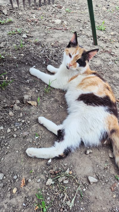 A calico cat lies on a patch of dry dirt with scattered small stones and some sparse greenery. The cat is primarily white with large patches of orange and black fur. Its front paws are tucked neatly beneath its body, while its back legs are extended. The cat is looking towards the camera with a slightly tilted head, its eyes partially open and its whiskers visible. A dark green metal bar runs horizontally across the upper left portion of the image, partially obscuring the ground and what appears to be a section of a fence. The scene suggests an outdoor setting, likely a yard or garden, during the daytime under natural light. The ground is textured with a mixture of soil, pebbles, and a few dry leaves. The cat appears relaxed or possibly sleepy. There is no visible text in the image.