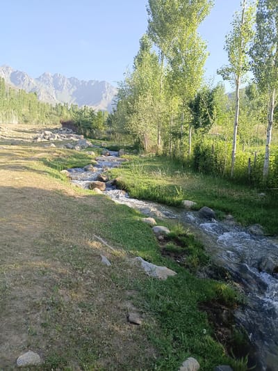 A bright, clear sky presides over a natural landscape in Kashkarona, Tajikistan. In the background, jagged mountain peaks rise against the horizon, partially shrouded in a light haze. In the mid-ground, a dense forest of tall, slender trees with light bark and green leaves stretches across the scene, interspersed with smaller bushes and vegetation. A narrow, clear stream flows from the left side of the frame towards the right, meandering through grassy banks dotted with large, grey stones. The foreground features a path covered in dry, light-brown earth and sparse, dry grass, with a few scattered rocks. The overall impression is one of a serene, rural environment. There are no people or animals visible in the image.