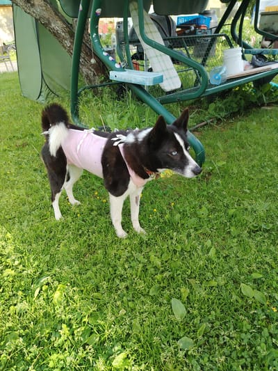 A medium shot photograph captures a dog standing on a grassy lawn, outdoors. The dog, a medium-sized breed with black and white fur, wears a pink surgical garment secured with white ties. Its tail is fluffy and white, and its ears are erect. The dog's eyes are a striking blue. In the background, a green metal swing set is partially visible, along with a tree trunk to the left and a green tent-like structure. The environment appears to be a residential backyard in Novaya Prismara, Russia, suggesting a warm, possibly summer day. The dog's posture suggests it is alert and aware of its surroundings.