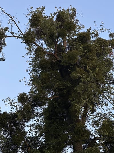 The image shows the canopy of a large tree with a thick trunk and many branches, densely covered in green leaves. The tree is laden with several large, spherical masses of mistletoe, which appear as clusters of dense foliage attached to the branches. The sky in the background is a clear, pale blue, indicating it is daytime. The perspective is looking upwards into the tree. There are no people or animals visible in the frame. The image appears to be taken from ground level, looking up into the tree. There are power lines visible in the foreground. The image does not contain any information about the specific location in Буркоўскі сельскі Савет, Belarus.