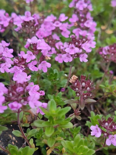 This media file is a close-up photograph of a patch of flowering thyme plants. The scene is outdoors, with a soft, natural light that suggests it could be daytime. The background is blurred, emphasizing the delicate pinkish-purple flowers and the vibrant green foliage of the thyme.
The subjects are the thyme plants themselves, with their small, clustered flowers and dense, low-growing leaves. Some of the flower buds are a darker reddish-purple, contrasting with the more open blooms. There are also some darker, almost black elements visible, which could be soil or stones within the planting. A single dried flower head is also visible, showing a different stage of the plant's life cycle.
There is no discernable activity or event taking place, as the focus is on the static beauty of the plants. The overall impression is one of natural growth and the subtle beauty of a small flowering herb. The location context provided is Венюково, Russia, which adds a geographical setting to the natural scene. No text is visible in the image.