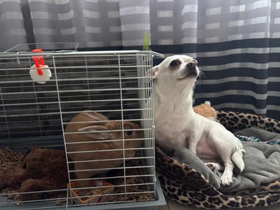 An indoor scene depicts a white Chihuahua dog resting on a leopard-print pet bed next to a metal rabbit cage. The cage contains a brown rabbit eating from a small orange bowl and a fluffy brown toy. A pink water dispenser is attached to the top of the cage. In the background, grey and white striped curtains are visible. The image was taken in Shepetivka, Ukraine.