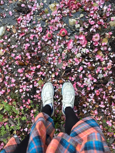 The image shows a person standing on a ground covered with pink flower petals, possibly camellia or cherry blossoms, scattered among rocks, leaves, and some greenery. The ground appears to be slightly wet in some areas. The person is wearing white sneakers with a blue trim, black leggings, and a colorful plaid flannel shirt in shades of orange, blue, and brown. The location is not discernible from the image.