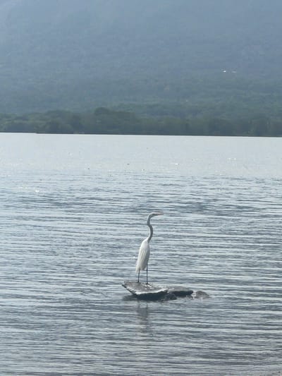This media file captures a serene natural scene, likely near Altagracia, Nicaragua. The primary subject is a great egret standing in calm, rippling water. The egret, a large white wading bird with a long neck and beak, is positioned near a small, dark object partially submerged in the water, which could be a rock or a piece of debris. Its body is angled towards the right side of the frame, with its head turned slightly to the left, suggesting it might be observing something in the water or scanning its surroundings.
The setting is a body of water, possibly a lake or a calm bay, characterized by its textured surface. The water reflects the light, creating a pattern of highlights and shadows that form vertical lines across the frame. In the background, to the left, a misty, out-of-focus landscape is visible, appearing to be a densely vegetated area, possibly a shoreline or distant hills shrouded in a light haze. The colors are muted, dominated by shades of gray, blue, and green, contributing to a peaceful and tranquil atmosphere.
The lighting suggests it is daytime, likely a bright day given the reflections on the water, but the mist in the background hints at diffused sunlight or perhaps early morning or late afternoon. There are no people or man-made objects prominently featured, emphasizing the natural and undisturbed character of the scene. The overall impression is one of quiet solitude and the simple beauty of wildlife in its habitat. No visible text is present in the media file.