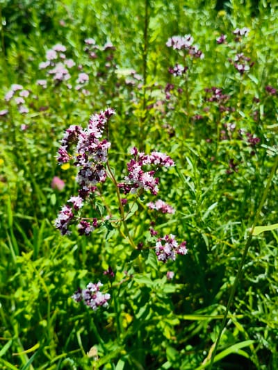The image depicts a close-up view of a cluster of small, pinkish-purple flowers with white accents, blooming on a green, leafy plant. The flowers are arranged in dense clusters at the tips of thin stems. The background is filled with a blur of green foliage, suggesting a natural outdoor setting. The lighting indicates a bright, sunny day, with some areas of the foliage in sharp focus and others softly blurred due to depth of field. The scene appears to be a natural growth of wild flowers. The image is taken from a slightly low angle, looking up at the flowers. There is no indication of any urban or specific Ak-Tuz, Kyrgyzstan environment.