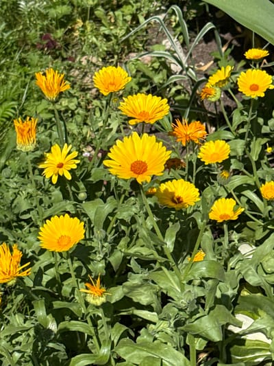 In Rudamina, Lithuania, a cluster of vibrant yellow and orange calendula flowers blooms in a sunlit garden. The flowers, with their daisy-like petals and prominent centers, are captured in various stages of bloom, with some fully open and others as budding or partially unfurled. Lush green foliage surrounds the flowers, creating a natural and lively backdrop. The scene suggests a peaceful outdoor setting, likely a private garden or a public green space, bathed in the warm light of a sunny day.