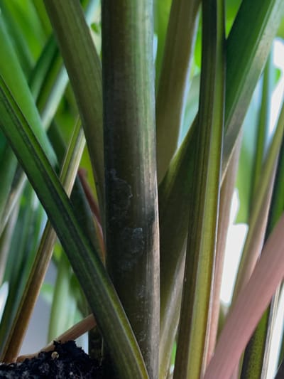 The image displays a close-up view of several thick, vertical plant stems, predominantly in shades of green and a lighter pinkish hue. The stems have a textured surface and appear to be layered and overlapping, creating a sense of depth. One of the stems, centrally located, exhibits lighter, almost translucent patches. The background is blurred, suggesting a shallow depth of field, and consists of further green foliage, some of which is out of focus. A small patch of dark soil is visible at the bottom left of the frame, with a tiny, reflective spherical object on its surface. The lighting suggests an indoor environment, potentially with artificial light. The image does not contain any identifiable landmarks or elements that would place it in a specific location within Pisochyn, Ukraine, or any city.