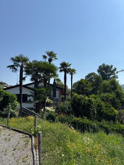 The image depicts a sunny outdoor scene with a clear blue sky. In the foreground, a gravel path is bordered by a rustic wooden fence adorned with a red and white chain. Behind the fence, a lush, overgrown garden flourishes with a variety of green foliage and dotted with small yellow and white wildflowers. A few palm trees stand tall, their fronds reaching towards the sky, partially obscuring a white building with a dark roof. The building appears to be a house with a window and a black chimney. Further back, dense green trees form a backdrop, and a hint of mountains or hills can be seen in the distance, suggesting a hilly or mountainous location. A construction crane is visible in the upper left portion of the image, indicating ongoing development or renovation in the area. The overall impression is of a tranquil, summery day in a Mediterranean-inspired landscape. There is no visible text in the image.