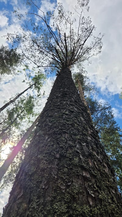 The image is a low-angle shot looking up at the trunk of a tall, dark-barked tree, likely a pine, in Кирилловское, Russia. The bark is rough and textured, with patches of green moss or lichen growing on it. The top of the tree branches out, silhouetted against a bright blue sky with scattered white clouds. Sunlight filters through the leaves and branches on the left side of the image, creating a lens flare effect. In the background, other trees with green foliage and lighter-colored trunks are visible, also viewed from below. The overall impression is of a dense forest environment. There are no people or animals present in the image.