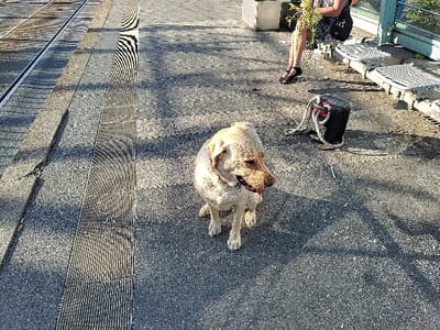 The image shows a light brown dog sitting on a gray, paved area in Oberhausen, Germany. The dog is looking to the right side of the image. The dog is sitting on a paved area next to a set of train tracks. There is a black bag to the right of the dog. The dog is next to a long rectangular grate running vertically in the center of the image. There are more tracks in the distance. The image is taken from a high angle. The coordinates provided, 51.499, 6.871, place the image at the Oberhausen Hauptbahnhof train station.  The sun is shining. There is a person in the background, who is sitting on a bench in the shade of a building and holding a bunch of green flowers. The person has their back to the camera. The background is blurred. The image is taken from a high angle.  The light is bright. The image is in focus. The image is taken from a slightly elevated position.