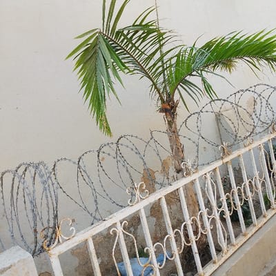 The image presents an outdoor scene in Dan Maliki, Nigeria, focusing on a security barrier. In the foreground, a white metal fence, exhibiting weathered paint and some rust, extends horizontally across the frame at an upward angle. The fence features vertical bars interspersed with decorative, scrolled metalwork on its upper sections. Mounted atop this fence are several continuous coils of silver-grey razor wire, forming a jagged barrier. Behind the fence and razor wire, a young palm tree with green fronds and a slender, textured brown trunk is visible. The background consists of a plain, light-colored (off-white or beige) wall, which shows some dark discolored areas on its lower portion. No individuals, actions, or specific interactions are depicted.