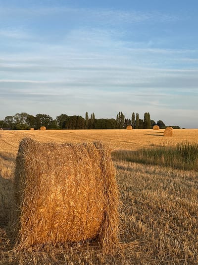The image depicts a rural landscape in Trouville-Alliquerville, France, likely a farm field after harvest. In the foreground, a large, rectangular bale of straw is prominently displayed, its dry, golden texture catching the warm light. The field stretches into the mid-ground, dotted with several round hay bales, also illuminated by the sun. A line of trees forms a dark green backdrop across the horizon, with taller, slender trees interspersed among them. Above, the sky is a clear blue, streaked with thin, wispy clouds that are lighter in hue. The overall impression is one of tranquility and the end of a harvest season, bathed in the soft glow of late afternoon or early morning light. There are no people or animals visible in the scene.