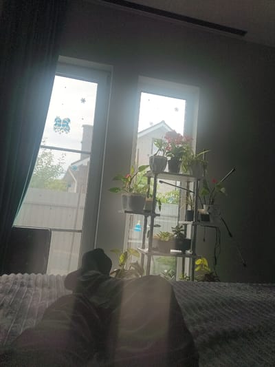 A person, viewed from behind and slightly above, is lying on a bed, facing two windows. The windows have a white frame and a sheer white curtain. The left window has two cartoon snowmen with blue hats and scarves and several snowflakes as window decorations. Through the windows, a white picket fence and houses are visible. To the right of the windows, a multi-tiered plant stand holds several potted plants. The room is dimly lit, with bright light coming from the windows. The bed has a textured gray comforter.