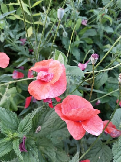 The image shows a close-up of two bright pink poppies in bloom, set against a backdrop of lush green foliage. Several poppy seed pods, some with the characteristic crown-like stigma, are also visible among the leaves and stems. Scattered red petals suggest that other poppies have recently bloomed or are in the process of shedding their petals. The overall impression is one of a natural, vibrant garden setting, possibly in Yampil, Ukraine, characterized by the abundance of flowering poppies and their accompanying plant life. The lighting suggests it is daytime. There are no people or animals visible in the image.