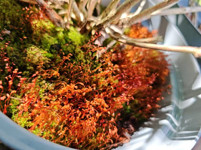 This is a close-up, angled shot of a terrarium or small planter containing moss and what appear to be sporophytes of a moss species. The sporophytes are reddish-orange and stand upright on thin stalks, creating a dense, textured carpet. Interspersed among them is green moss, providing a contrasting color and texture. The background shows the blurry, light-colored rim of the planter and some thin, dry branches that extend from the top of the frame downwards. The overall lighting is bright and natural, casting shadows and highlighting the details of the plants. The scene is indoors or in a protected outdoor space, given the controlled environment implied by the planter and its contents. There are no people or animals present. The image is static, depicting a still life of plant growth. The location in Mežezeri, Latvia is not visually discernible from the image itself, as it focuses solely on the botanical subject matter.