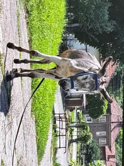 The image features a donkey standing outdoors on a sunny day. The donkey, which appears to be a light brown or greyish-white color with darker legs, is wearing a blue halter and has a dark rope trailing behind it on the ground. Its ears are upright, and its gaze is directed slightly downwards and forward.

The setting appears to be a rural or semi-rural area, possibly a village or an older residential street, in Wolverhampton, United Kingdom. In the background, there are several older-style houses with prominent reddish-brown tiled roofs and dark grey walls, featuring white window frames and doors. Lush green grass lines the path where the donkey stands, and numerous trees and green foliage are visible, indicating warm weather and a verdant environment. A small, rustic wooden shed or outbuilding is visible behind the donkey, and a low, dark metal fence or barrier is present further back on the right side of the frame. The ground beneath the donkey is an unpaved, light-colored path or road. The bright lighting suggests it is daytime, likely mid-morning or afternoon, with clear skies. There is no visible text in the image.