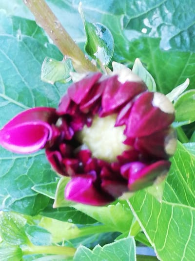 The image shows a close-up of a dark pink, partially opened flower bud with a pale yellow center, surrounded by green leaves. The flower appears to have a velvety texture and water droplets are visible on the stem and some of the leaves, suggesting a recent watering or dew. The background is out of focus, with shades of green and light blue. The scene is likely an outdoor garden or natural setting. There are no people or animals visible in the image. The location in Новапагосцкі сельскі Савет, Belarus is not discernible from the visual information provided in the image.