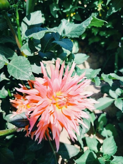 A close-up, eye-level shot captures a vibrant pink dahlia flower in full bloom. The flower is positioned slightly off-center to the right, with its delicate, pointed petals radiating outwards. The center of the dahlia reveals yellow stamens, adding a touch of contrasting color. Surrounding the dahlia are lush, dark green leaves, some of which cast shadows on the petals. The background is a blur of more green foliage, suggesting an outdoor garden setting. The lighting appears to be natural daylight, creating highlights and shadows that give the image depth. The specific location within the city of Қарабұлақ, Kazakhstan is not determinable from the visual information provided.