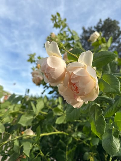 The image shows a cluster of light pink roses hanging down against a backdrop of green leaves and a partly cloudy blue sky. The roses are the focal point, with the leaves and sky providing context. The scene appears to be outdoors, potentially in a garden or park. The location is Glojene, Bulgaria.