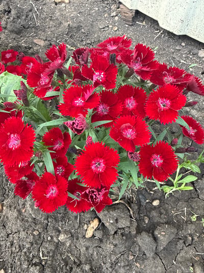 A close-up, top-down view captures a cluster of bright red dianthus flowers blooming amidst dark, dry soil. The flowers, with their serrated petals and pinkish-white centers, are the primary subjects. Green foliage is interspersed between the blossoms. The soil appears cracked and somewhat barren, with a few small stones and dried organic matter visible. In the upper right background, a portion of a light-colored, possibly concrete or stone structure is present, leaning slightly into the frame. The overall scene depicts a naturalistic setting, likely a garden or park, in Чуй-Атасево, Russia.