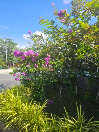 The image captures a vibrant outdoor scene in Phang-nga, Thailand, under a bright, blue sky dotted with white clouds. The focus is on lush greenery and blooming purple flowers, likely Crape Myrtle, cascading from branches. To the right, a striking clump of variegated yellow and green ornamental grass adds a contrasting texture and color. The ground is covered with green grass and a paved pathway or driveway is visible. In the background, trees and hints of structures suggest a residential or garden setting. The sunlight indicates it's daytime, likely mid-morning or afternoon given the bright illumination. There are no people or specific events depicted, just a serene natural landscape. No visible text is present.