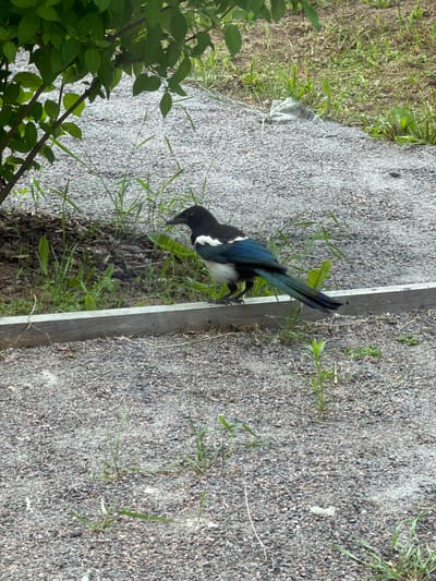 The image shows a black and white bird, likely a magpie, on a gravelly path bordered by grass and a wooden plank. The bird is facing right, with its head lowered as if foraging. Its iridescent blue and green wings are partially visible. To the left of the path, lush green foliage from a bush is present. The background consists of more gravel and sparse green vegetation. The scene appears to be outdoors, possibly in a park or natural area, during daylight. There are no people or visible text in the image. The overall impression is of a natural, undisturbed setting.