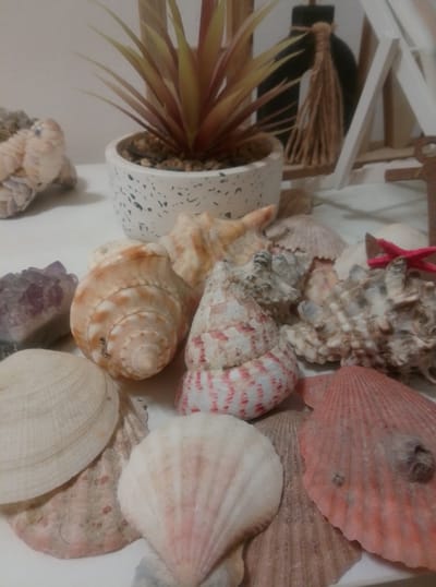 The image depicts a collection of seashells arranged on a white surface, possibly a table or shelf. In the background, there is a potted plant with spiky, reddish-yellow leaves, a dark vase with a twine-wrapped neck, and a white shelving unit. The seashells vary in size, shape, and color, including spiral shells, fan-shaped shells, and a small red starfish. Some shells are a pale beige, while others have orange, white, and pink markings. One shell has a prominent red and white striped pattern. A purple amethyst geode fragment is also visible among the shells. The scene appears to be a decorative arrangement. There is no information in the image to suggest a location in the city of Wedel, Germany.
