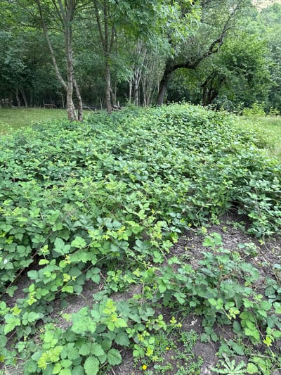 The image depicts an outdoor scene in a densely vegetated area. The foreground is dominated by a thick carpet of green, leafy bramble bushes, some of which show thin, reddish-brown stems and small thorns. The ground beneath the brambles appears to be a mixture of dark soil and dry, cracked earth, with some scattered leaves. In the mid-ground, several trees with rough bark and spreading branches stand, their leaves creating a dappled canopy. Beyond the trees, the scene transitions into a more wooded area with a denser collection of trees and foliage, hinting at a forest or park-like environment. The overall impression is one of a natural, somewhat overgrown landscape, likely a rural or semi-rural setting within the city of Sis, Azerbaijan. No people, animals, or man-made structures are clearly visible within the frame, aside from a possible faint outline of a fence in the background of the crop of the left side of the image.