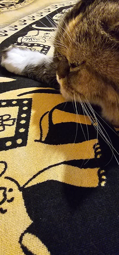 A close-up shot of a domestic cat's head and upper body rests on a blanket with a black and yellow patterned design. The cat's fur is a mix of brown, black, and tan, with prominent white whiskers. The blanket features stylized illustrations, including what appears to be a film reel and abstract shapes. The scene is lit from above, casting shadows on the cat and blanket. There is no visible indication of the cat's location within the city of Dogato, Italy.