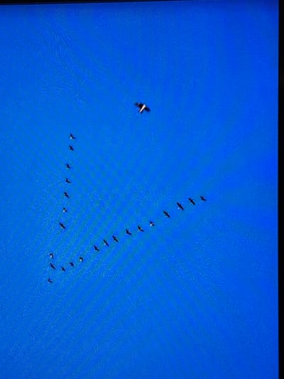 The image captures a vibrant blue sky with a flock of birds flying in a distinct formation. The primary subjects are a group of approximately 18-20 birds, which appear as dark silhouettes against the bright backdrop. They are arranged in a triangular or V-shaped formation, a common flight pattern for migratory birds, with the apex of the 'V' pointing towards the top left of the frame. One bird is noticeably ahead and to the left of the main formation, appearing to lead or fly independently.

The activity depicted is the birds in flight, soaring across the clear sky. The time of day is clearly daytime, indicated by the brilliant and cloudless blue sky. There are no explicit weather conditions visible other than clear skies. There are no specific location cues within the image itself, but the provided context places this scene in Wolverhampton, United Kingdom. No people or objects other than the birds are visible.

Notable details include the crisp blue color of the sky, which lacks any clouds, suggesting fair weather. The birds are small in the frame, indicating they are flying at a considerable height or distance. There is no visible text in the image. The overall texture of the sky shows some subtle patterns or pixelation, possibly from image compression or display artifacts.