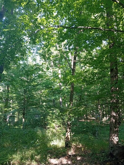 This is a vertical, medium-angle, full-shot photograph of a dense forest bathed in sunlight. The scene is characterized by a thick canopy of green leaves overhead, with dappled sunlight filtering through, creating a mosaic of light and shadow on the forest floor. Several tree trunks, some thick and gnarled, others more slender, punctuate the scene, with their bark textured and dark. The undergrowth is lush and green, with tall grasses and various leafy plants filling the ground level.
In the middle ground, there's a hint of a clearing or path with a few figures visible in the distance. One figure appears to be wearing blue. The presence of these figures suggests that this is a place where people might gather or pass through.
The time of day appears to be daytime, likely late morning or afternoon, given the bright sunlight and the sharp shadows. The weather seems pleasant and sunny, contributing to the vibrant green of the foliage. The overall mood of the image is peaceful and natural, evoking the feeling of being immersed in a serene woodland environment. No visible text is present in the image.