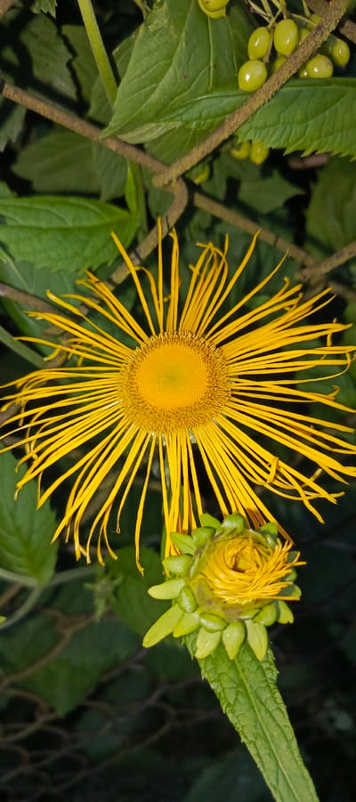 An overhead shot shows a bright yellow flower in bloom, its thin petals radiating outwards from a central disc. Below it, a closed flower bud, also yellow, is partially visible, surrounded by green sepals. The flowers are set against a backdrop of deep green leaves and dark branches. In the upper right corner, a cluster of small, pale green berries can be seen. The scene appears to be outdoors, possibly in a garden or natural setting, within the city of Мерчалово Снт, Russia. There are no people or animals present in the image.