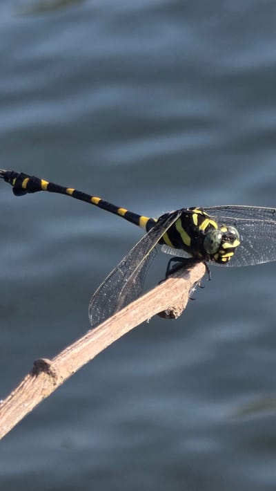 A dragonfly with black and yellow stripes is perched on a brown twig. The dragonfly's head is black and yellow, and its eyes are green. The background is a blurry blue. The location is Ba Ngoi Ward, Vietnam.