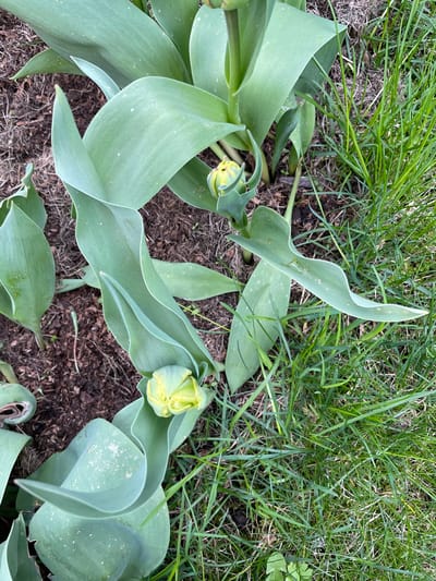 The image captures a ground-level view of several tulip plants in an early stage of growth, set within a garden or natural landscape. The main subjects are the tulip plants, characterized by their prominent, broad, blue-green leaves which have a slightly wavy or curled appearance. Several leaves show small, light-colored specks, which could be dust, water droplets, or natural variations.
Two noticeable tulip buds are visible, both tightly closed and displaying a light yellow-green hue, indicating they have not yet bloomed. One bud is situated in the upper-middle left of the frame, and the other towards the right side. The plants are rooted in dark brown soil or mulch, which is partially covered by sections of vibrant green grass, particularly in the upper right portion of the frame. Some dried grass or organic debris is also visible near the soil.
The scene depicts a moment in spring, with the tulips just beginning to mature towards flowering. The lighting is soft and natural, suggesting it is daytime, possibly morning or late afternoon, without harsh shadows. There is no activity taking place other than the natural growth of the plants. No people or human-made objects are visible, emphasizing a natural or horticultural setting. There is no visible text in the image. The location context indicates this scene is in a "Forest Landscape" area within Sharapovo, Russia.