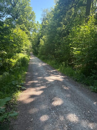 The image depicts a dirt road in a wooded area, likely located in or near Löchgau, Germany, as indicated by the prompt. The road is gray and composed of gravel and dirt. Trees line both sides of the road, creating a canopy overhead. Sunlight filters through the leaves, casting shadows on the road surface. Vegetation, including grass and leafy plants, grows along the edges of the road. The sky is visible as a small patch of blue in the upper left corner. There are no people visible in the image. The scene is quiet and natural.