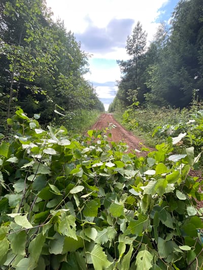 A dirt road winds through a dense forest in Kstininskogo Doma Otdykha, Russia. The road is bordered by tall evergreen trees and lush green foliage. In the foreground, a pile of freshly cut branches with green leaves obstructs the path. The sky is partly cloudy with patches of blue visible. The overall scene depicts a natural, somewhat overgrown landscape with a clear indication of recent activity, likely logging or clearing.