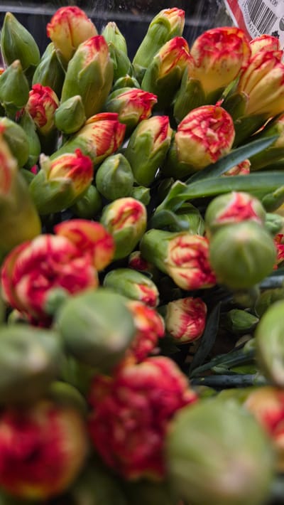 The image displays a close-up, overhead view of a bouquet of unbloomed carnations in shades of red and yellow. The flowers are tightly bunched together, with prominent green sepals and buds showing hints of red and yellow petals. The lighting is diffused, suggesting an indoor setting, possibly a flower shop or a domestic space. There are no people visible in the image. The background is dark and out of focus, with a portion of a price tag or label visible on the upper right edge, indicating the flowers are likely for sale. The scene is devoid of any specific landmarks that would place it in Līvāni, Latvia; it is a generic arrangement of flowers.